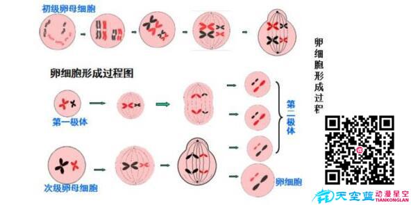 為什么胚胎染色體異常？.jpg