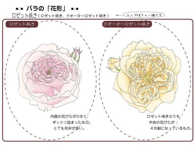 各種花的簡單畫法，一步一步教你畫鮮花