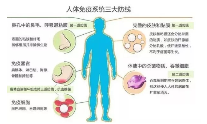 吃什么可以提高免疫力？