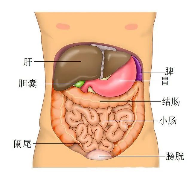 新冠病毒疫情中的救命神器“人工肝”，是怎樣煉成的？