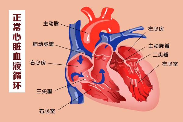 這幾扇“門”，決定了血液的流向