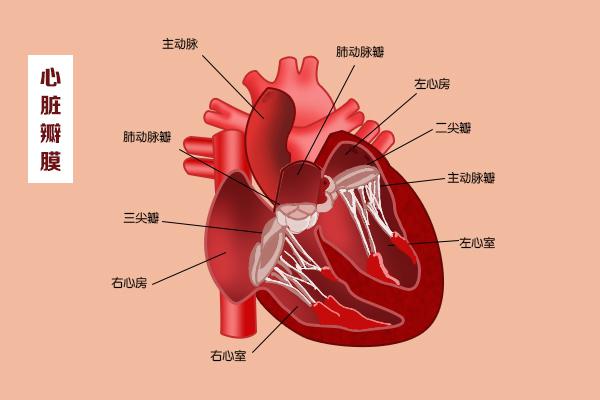 這幾扇“門”，決定了血液的流向