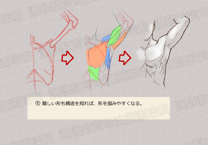 零基礎學繪畫教程！如何正確掌握繪畫人體結(jié)構(gòu)？