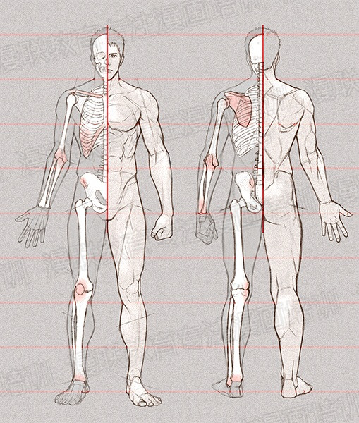 零基礎學繪畫教程！如何正確掌握繪畫人體結(jié)構(gòu)？