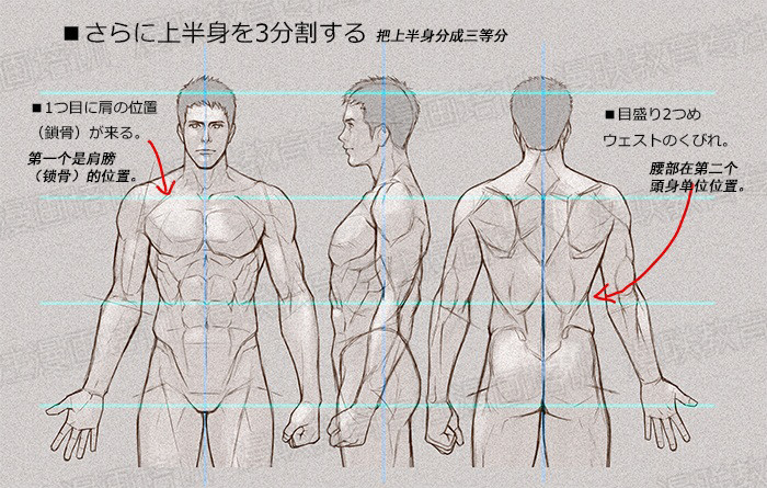 零基礎學繪畫教程！如何正確掌握繪畫人體結(jié)構(gòu)？