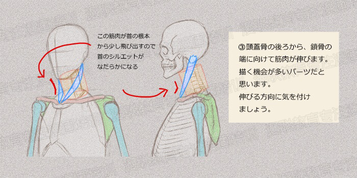 零基礎學繪畫教程！如何正確掌握繪畫人體結(jié)構(gòu)？