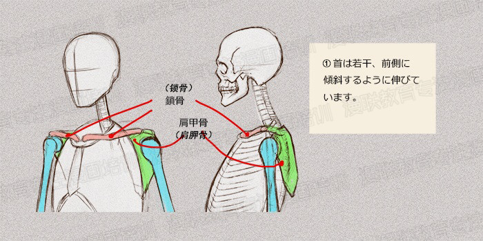 零基礎學繪畫教程！如何正確掌握繪畫人體結(jié)構(gòu)？