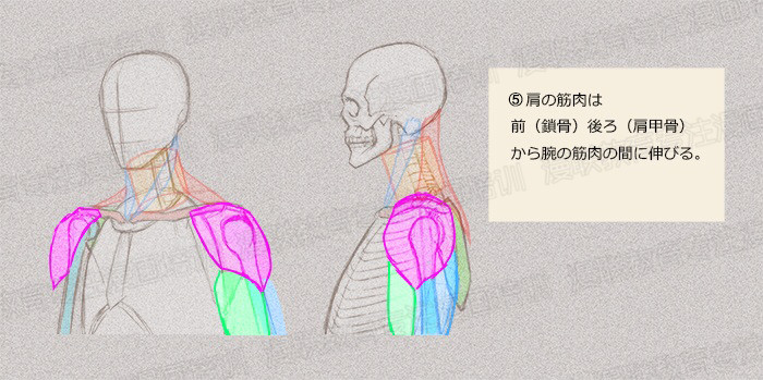 零基礎學繪畫教程！如何正確掌握繪畫人體結(jié)構(gòu)？