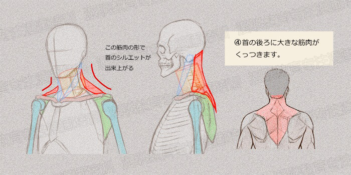 零基礎學繪畫教程！如何正確掌握繪畫人體結(jié)構(gòu)？