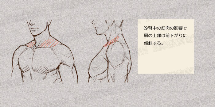 零基礎學繪畫教程！如何正確掌握繪畫人體結(jié)構(gòu)？