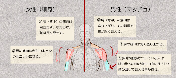 零基礎學繪畫教程！如何正確掌握繪畫人體結(jié)構(gòu)？