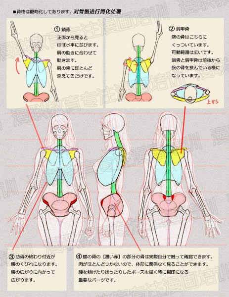 零基礎學繪畫教程！如何正確掌握繪畫人體結(jié)構(gòu)？