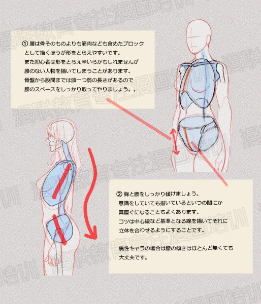 零基礎學繪畫教程！如何正確掌握繪畫人體結(jié)構(gòu)？