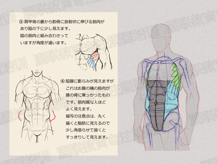 零基礎學繪畫教程！如何正確掌握繪畫人體結(jié)構(gòu)？