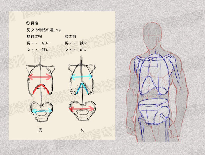 零基礎學繪畫教程！如何正確掌握繪畫人體結(jié)構(gòu)？