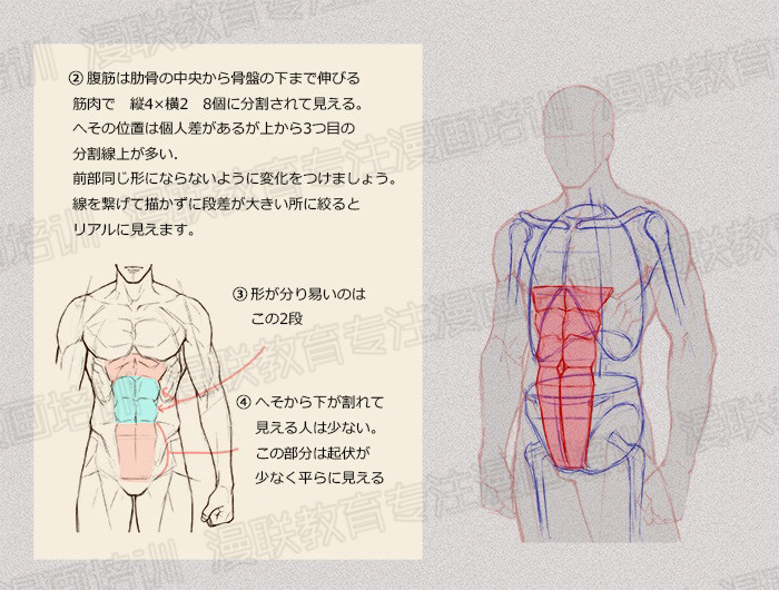 零基礎學繪畫教程！如何正確掌握繪畫人體結(jié)構(gòu)？