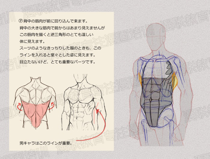 零基礎學繪畫教程！如何正確掌握繪畫人體結(jié)構(gòu)？