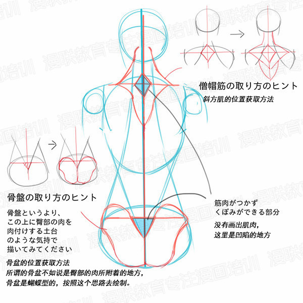 「教程」如何正確掌握人體結(jié)構(gòu) part 01 男女背部的區(qū)別畫(huà)法