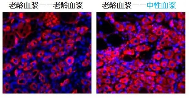 重返年輕不用大換血，只要給血液“兌點(diǎn)水”？