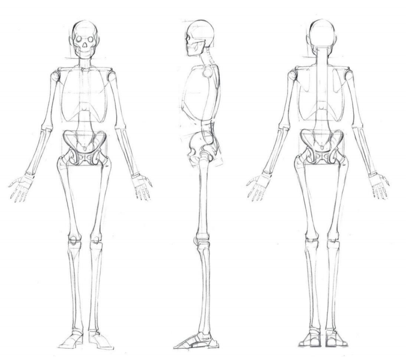 「動(dòng)漫設(shè)計(jì)」人體繪畫基礎(chǔ) part 01 認(rèn)識骨骼（2）