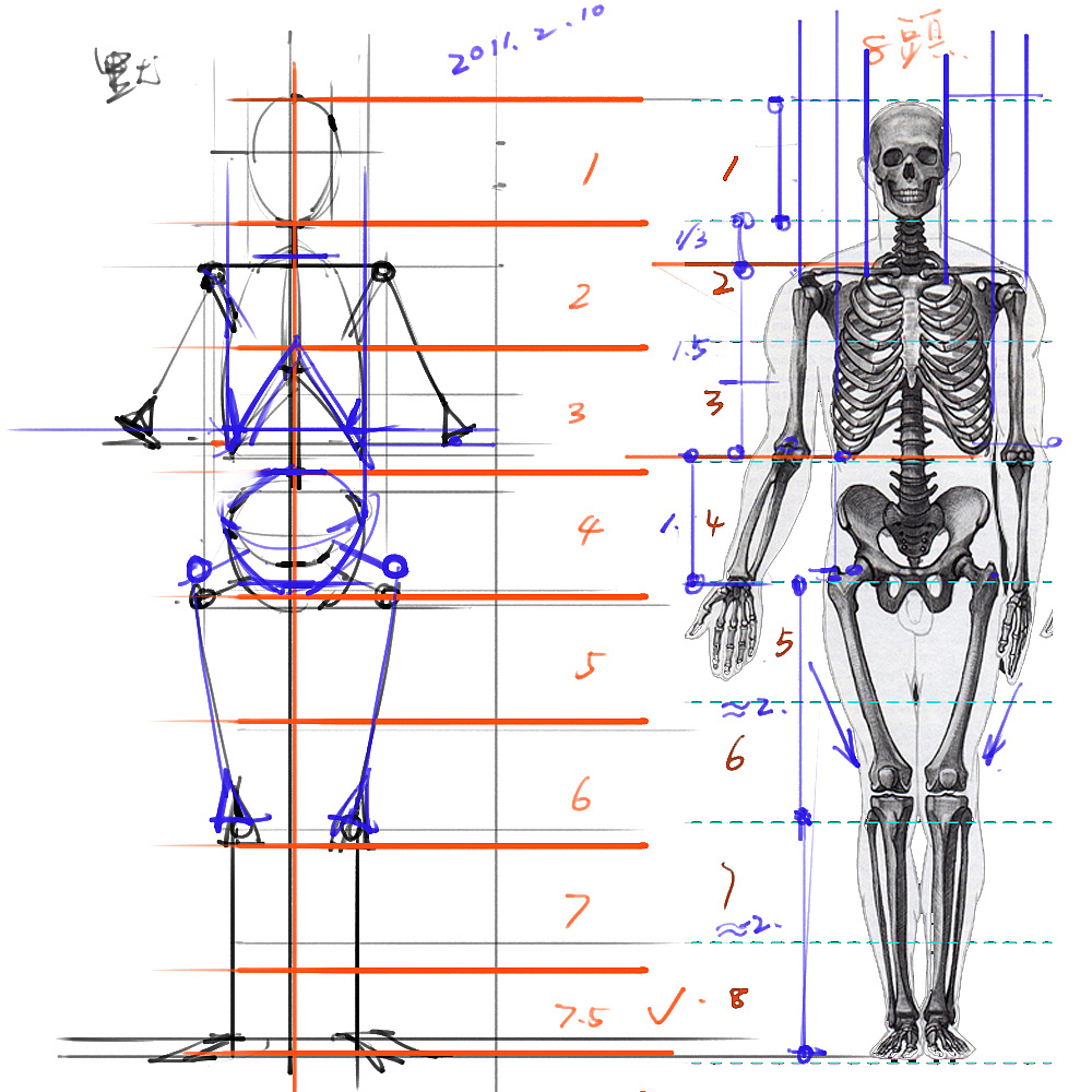 「動(dòng)漫設(shè)計(jì)」分享一波繪畫(huà)專(zhuān)用人體解剖素材 part 01