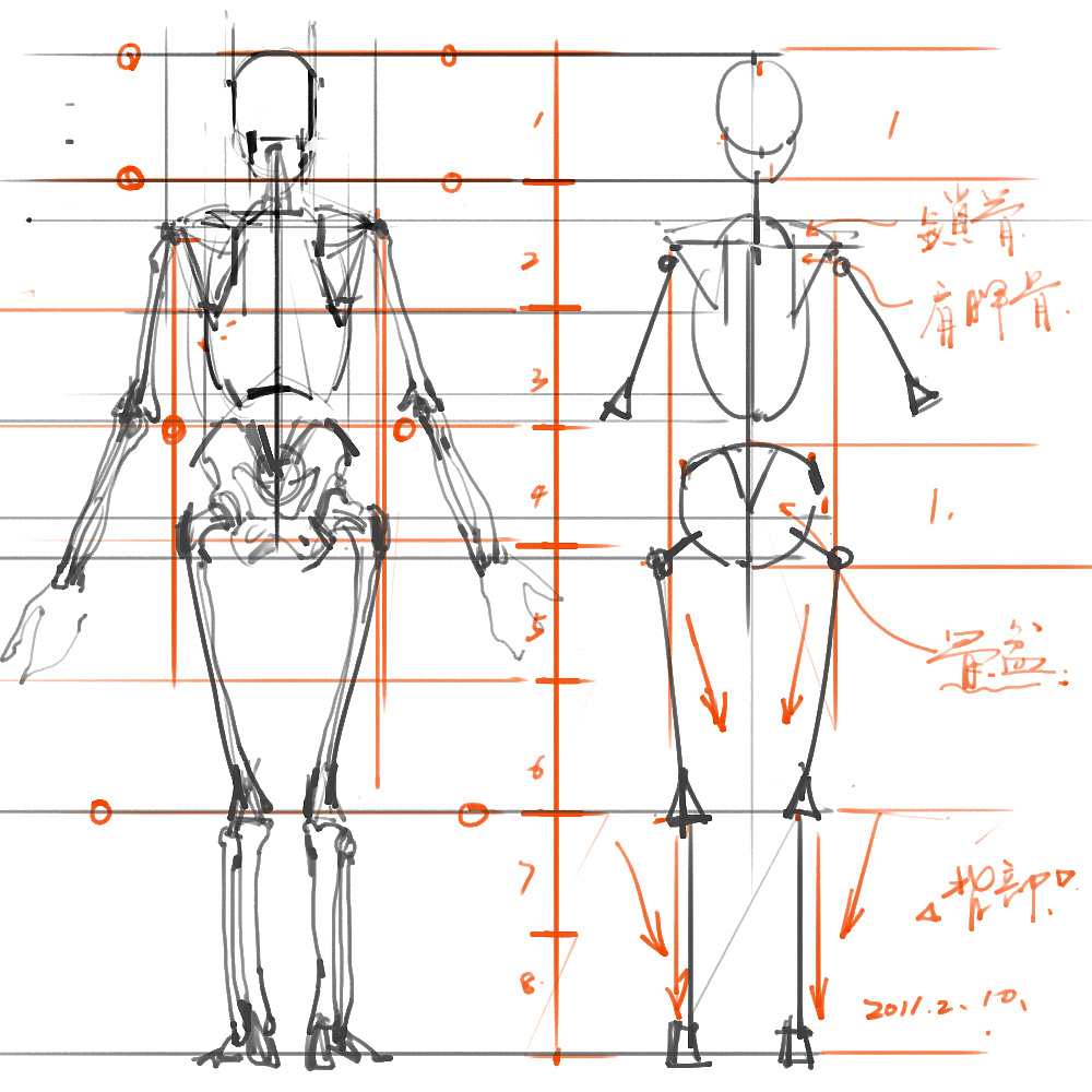 「動(dòng)漫設(shè)計(jì)」分享一波繪畫(huà)專(zhuān)用人體解剖素材 part 01