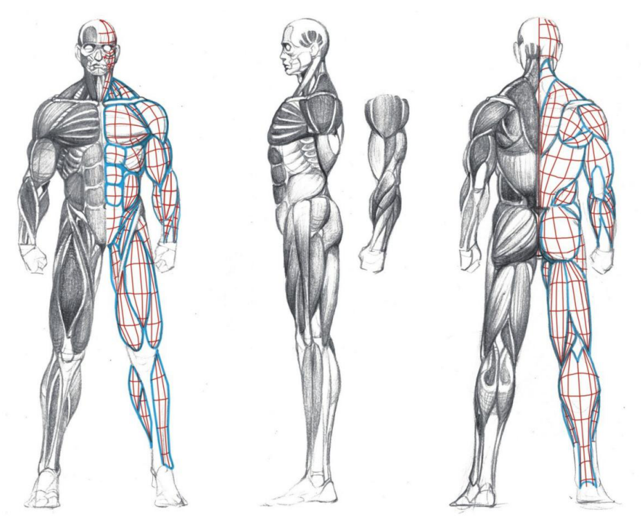 「動漫設(shè)計」人體繪畫基礎(chǔ) part 02 認(rèn)識肌肉（1）