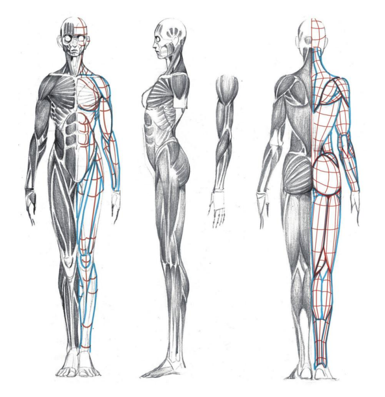 「動漫設(shè)計」人體繪畫基礎(chǔ) part 02 認(rèn)識肌肉（1）