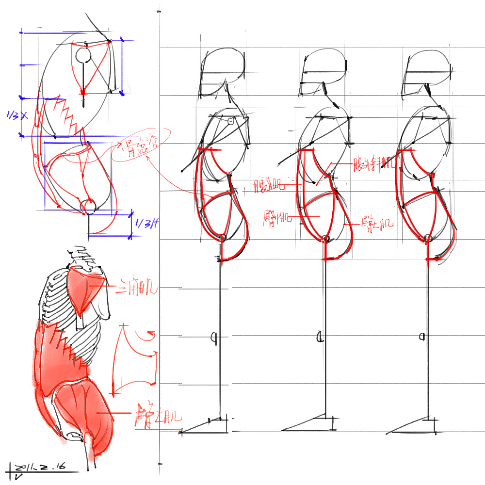 「動(dòng)漫設(shè)計(jì)」分享一波繪畫專用人體解剖素材 part 03