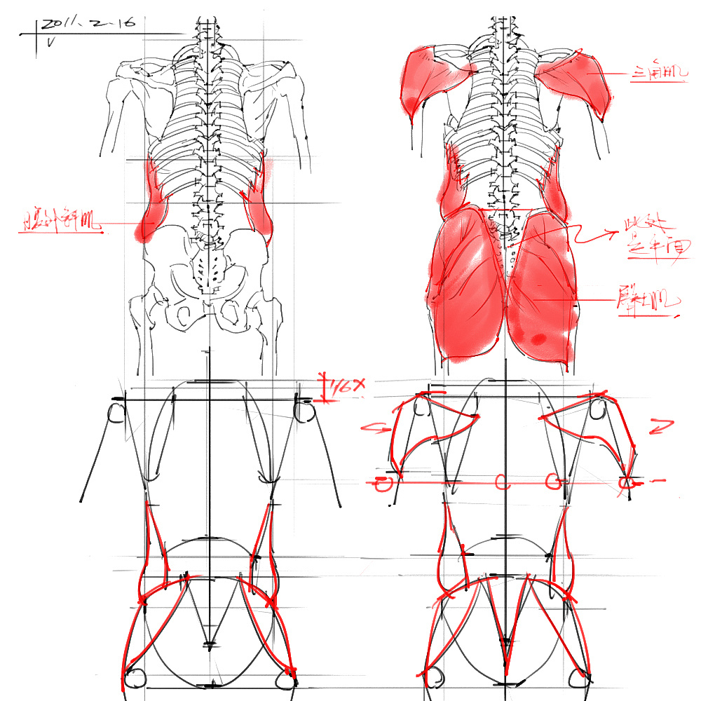 「動(dòng)漫設(shè)計(jì)」分享一波繪畫專用人體解剖素材 part 03