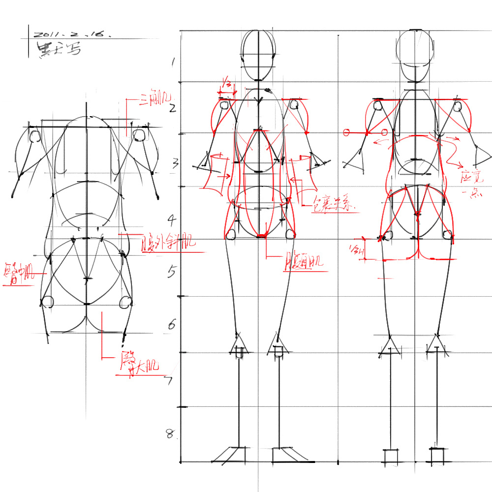 「動(dòng)漫設(shè)計(jì)」分享一波繪畫專用人體解剖素材 part 03