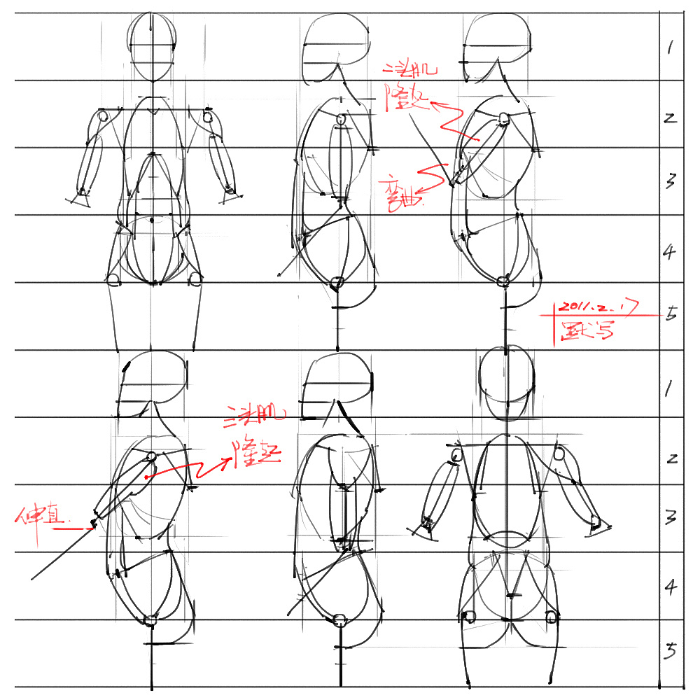 「動(dòng)漫設(shè)計(jì)」分享一波繪畫專用人體解剖素材 part 03