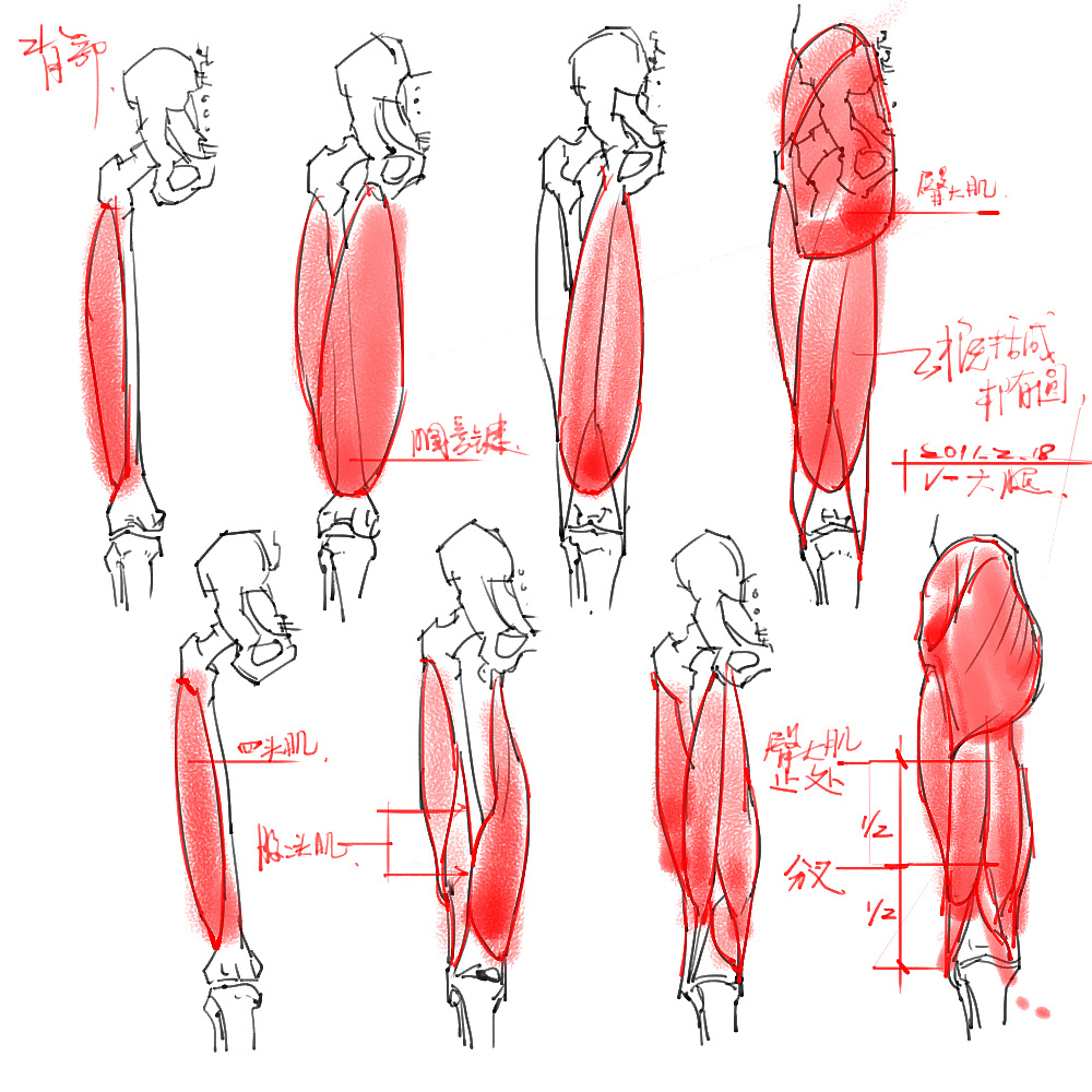 「動(dòng)漫設(shè)計(jì)」分享一波繪畫專用人體解剖素材 part 04
