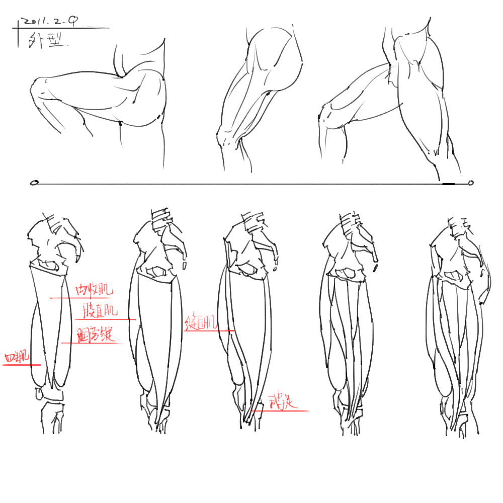 「動(dòng)漫設(shè)計(jì)」分享一波繪畫專用人體解剖素材 part 04