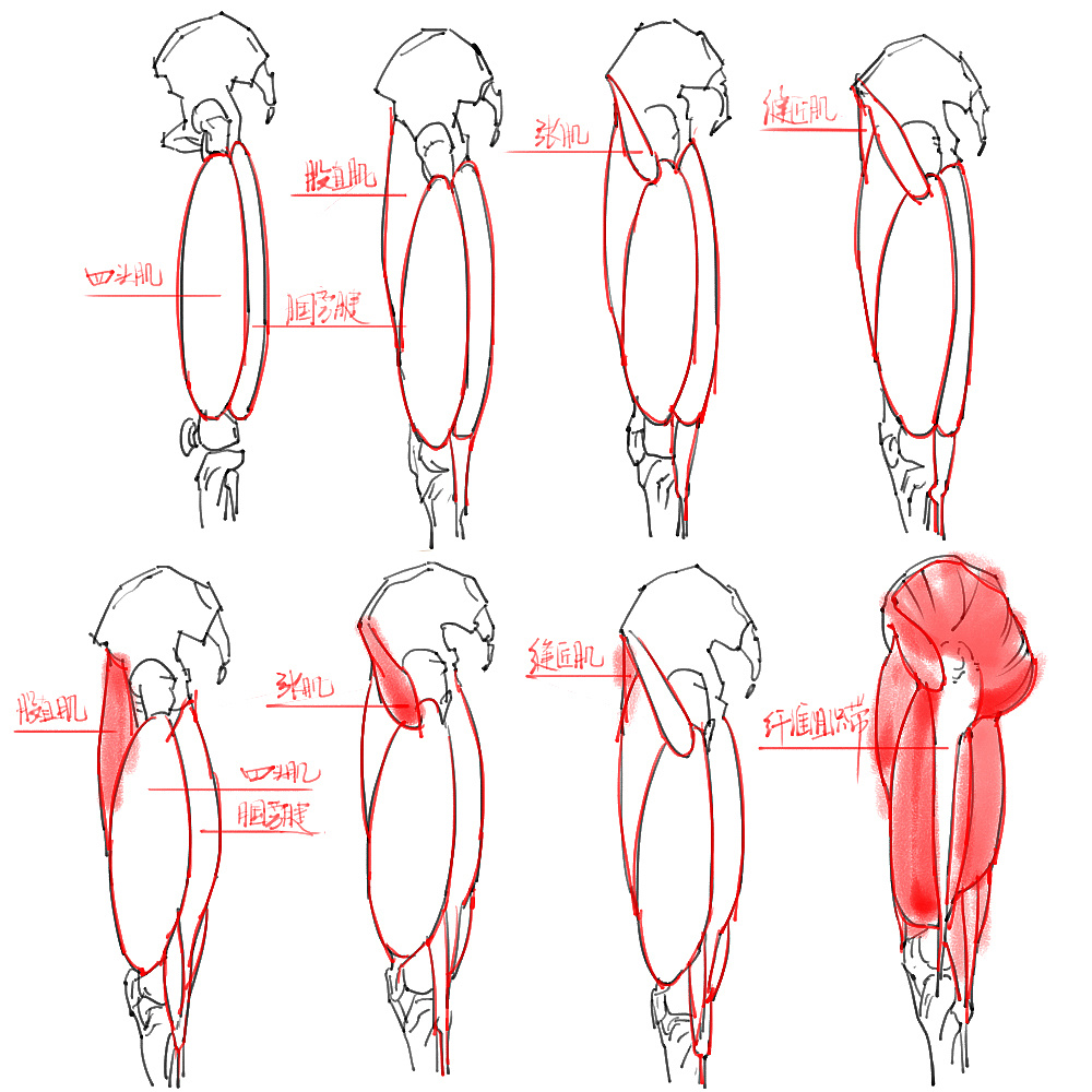 「動(dòng)漫設(shè)計(jì)」分享一波繪畫專用人體解剖素材 part 04