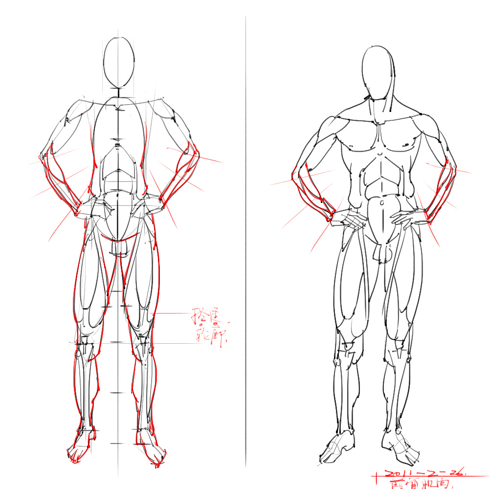 「動(dòng)漫設(shè)計(jì)」分享一波繪畫專用人體解剖素材 part 06