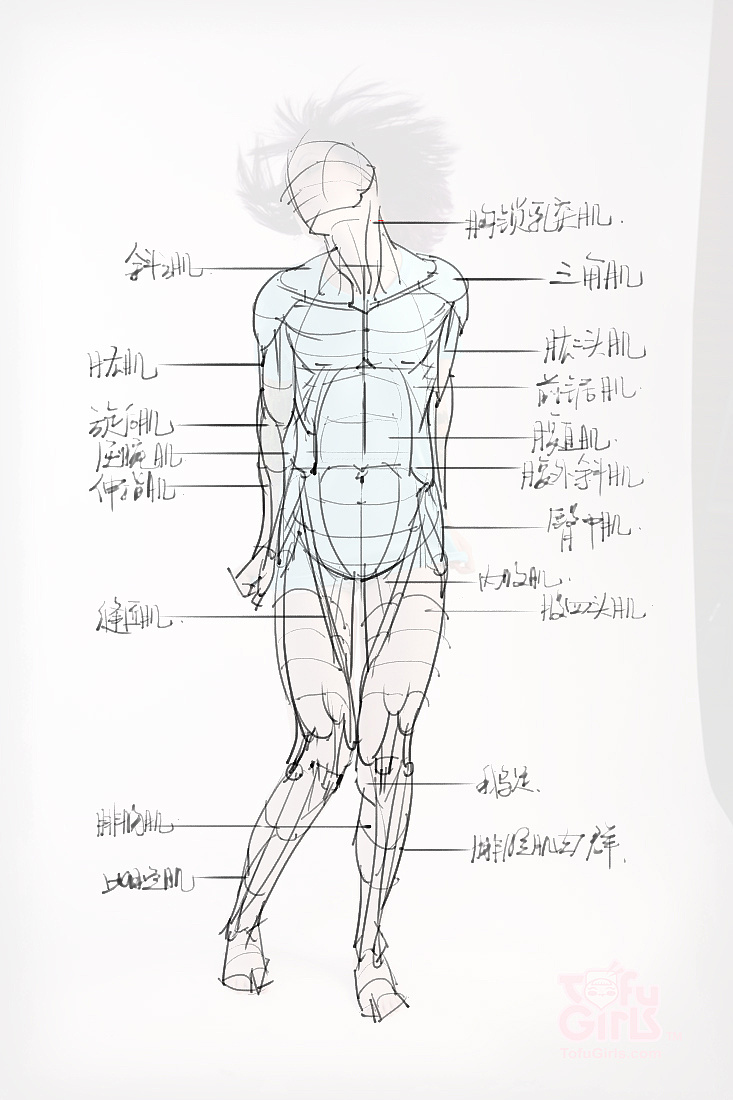 「動(dòng)漫設(shè)計(jì)素材」分享一波繪畫專用人體解剖素材 part 09