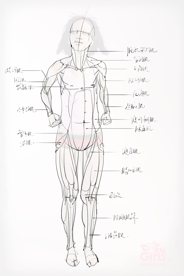 「動(dòng)漫設(shè)計(jì)素材」分享一波繪畫專用人體解剖素材 part 09