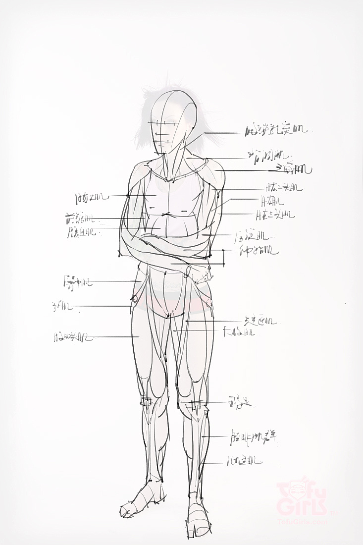 「動(dòng)漫設(shè)計(jì)素材」分享一波繪畫專用人體解剖素材 part 09