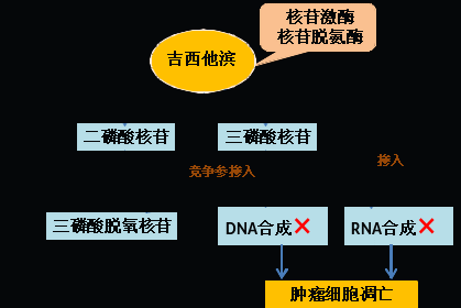 同樣的藥，為什么對他有效卻對你沒效果，可能得問腸道菌群