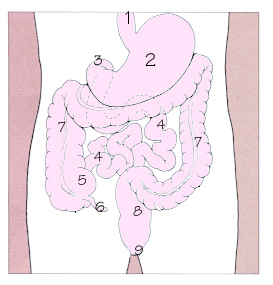 消化道示意圖，1.食道 2.胃 3.十二指腸 4.小腸 5.盲腸 6.闌尾 7.大腸 8.直腸 9.肛門